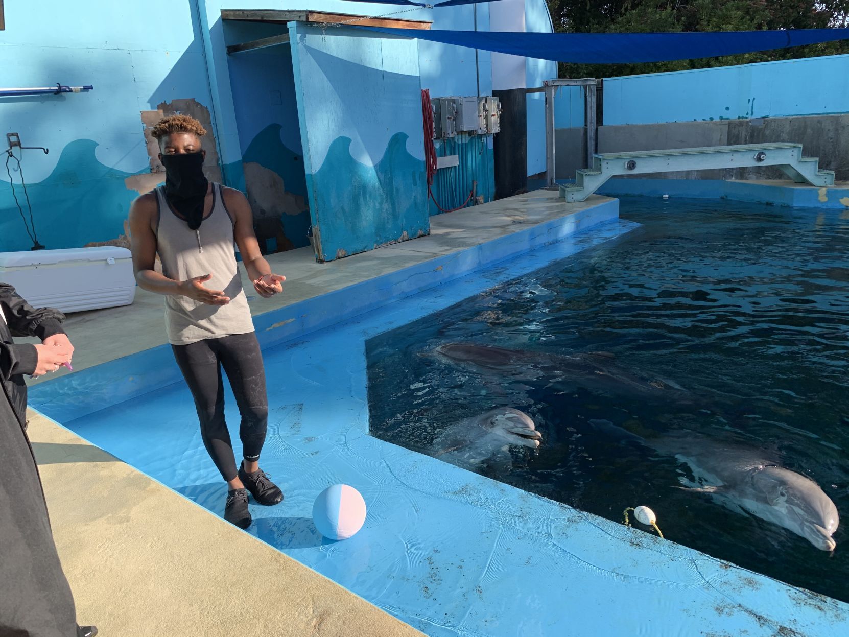 Dolphins at Six Flags